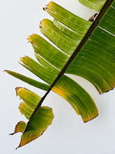 Load image into Gallery viewer, Tail (Print)
