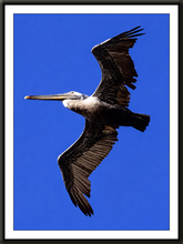 Load image into Gallery viewer, Pelican Dancer (Print)
