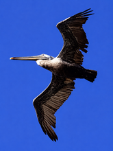 Load image into Gallery viewer, Pelican Dancer (Print)
