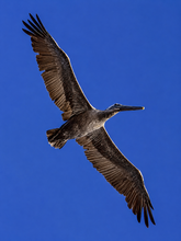 Load image into Gallery viewer, Pelican Energy (Print)

