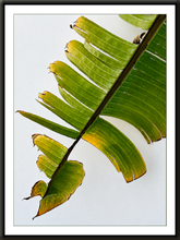 Load image into Gallery viewer, Tail (Print)
