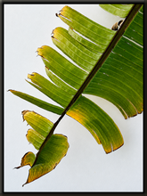 Load image into Gallery viewer, Tail (Print)
