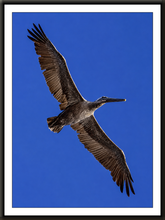 Load image into Gallery viewer, Pelican Energy (Print)
